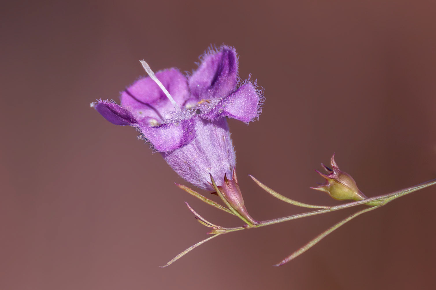Flaxleaf false foxglove 6, Green Swamp Preserve