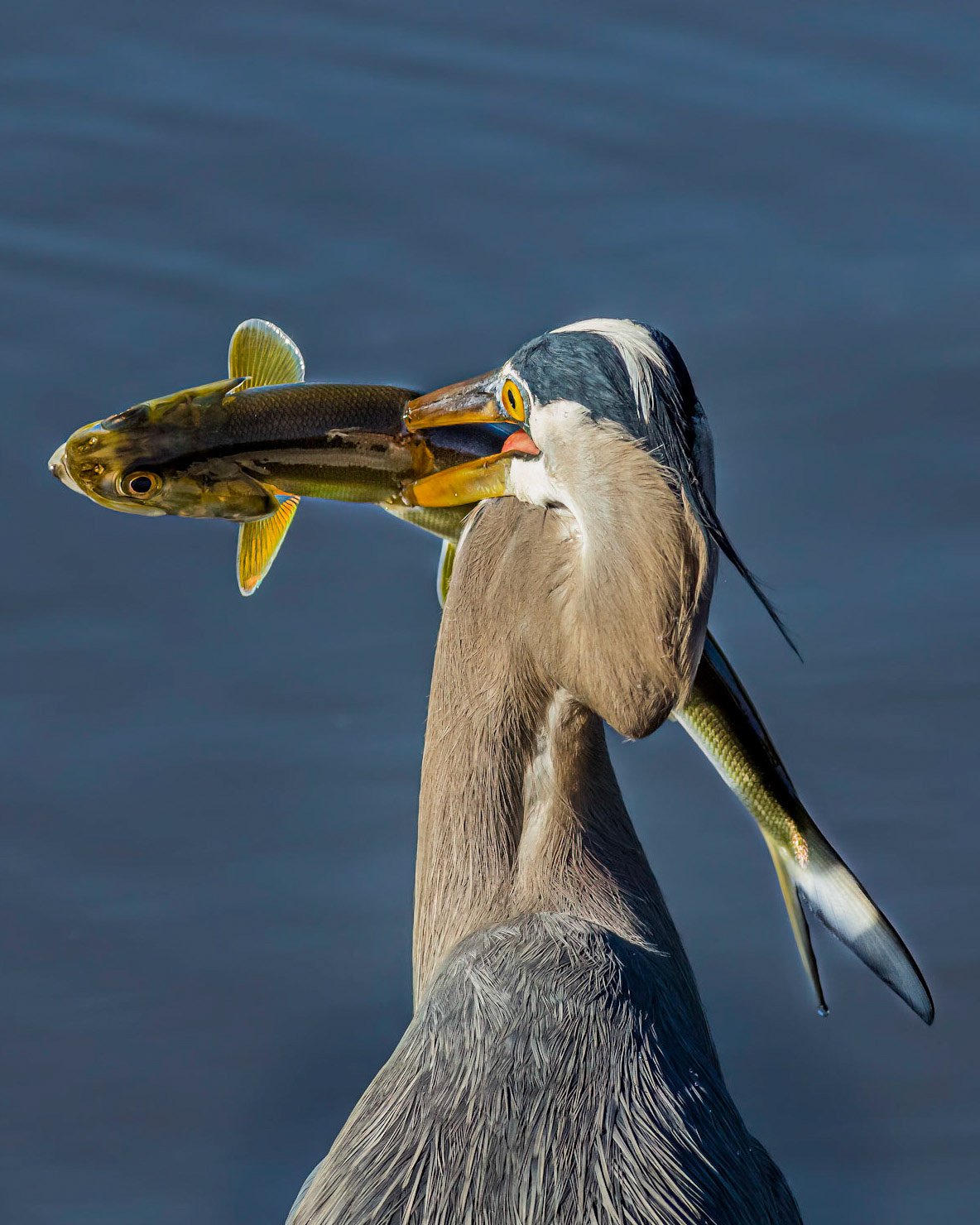 Great blue Heron 49, Huntington Beach State Park, SC