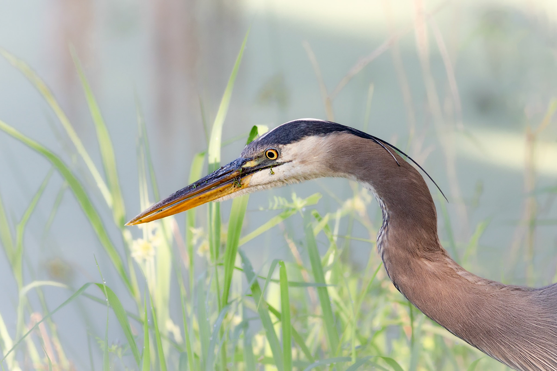 Great blue heron 87, Magnolia Plantation and Gardens, SCAIR 31