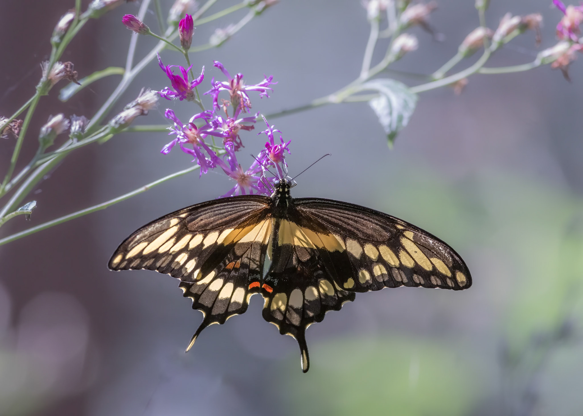 Giant Swallowtail 10, Airlie Gardens