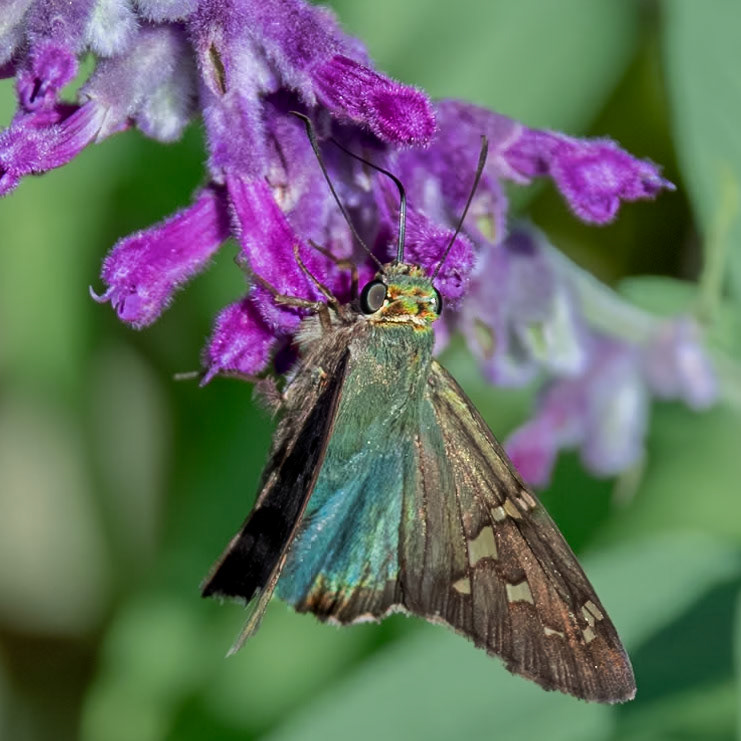 Long tailed skipper 9 on Mexican bush sage, New Hanover county Arboretum