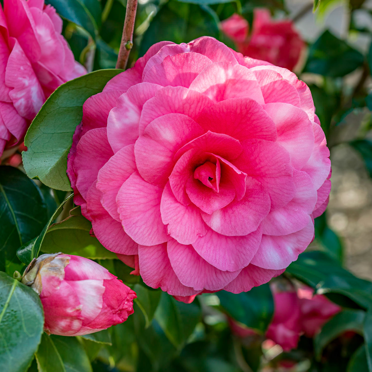 Camellia 4, New Hanover County Arboretum