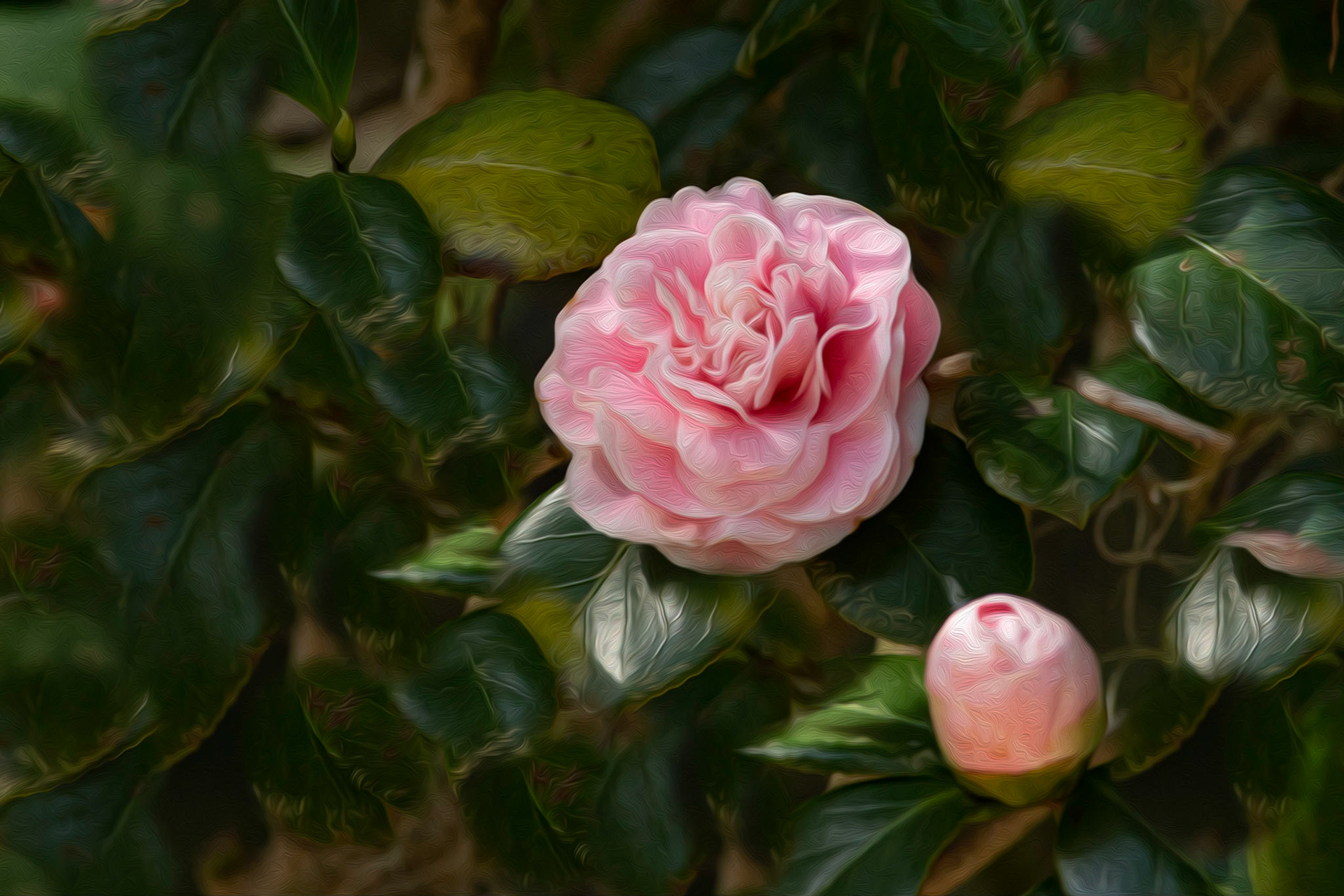 Camelia 1, Airlie Gardens, Wilmington