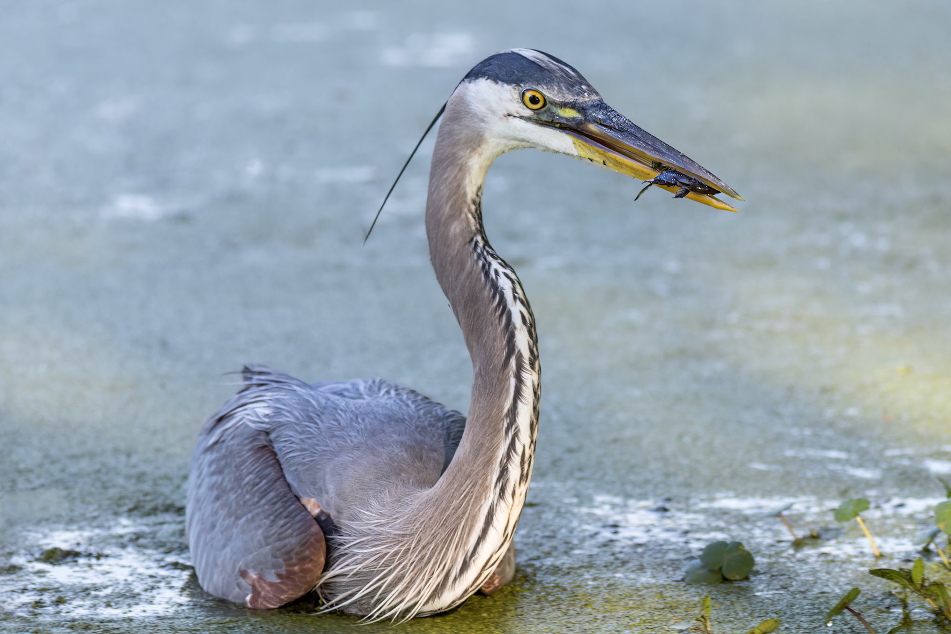 Great blue heron 88, Magnolia Plantation and Gardens, Audubon Swamp Garden, SCAIR 33
