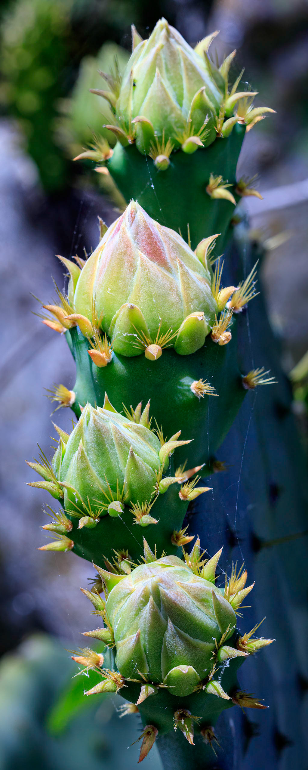 Prickly pear 4, OIB east end