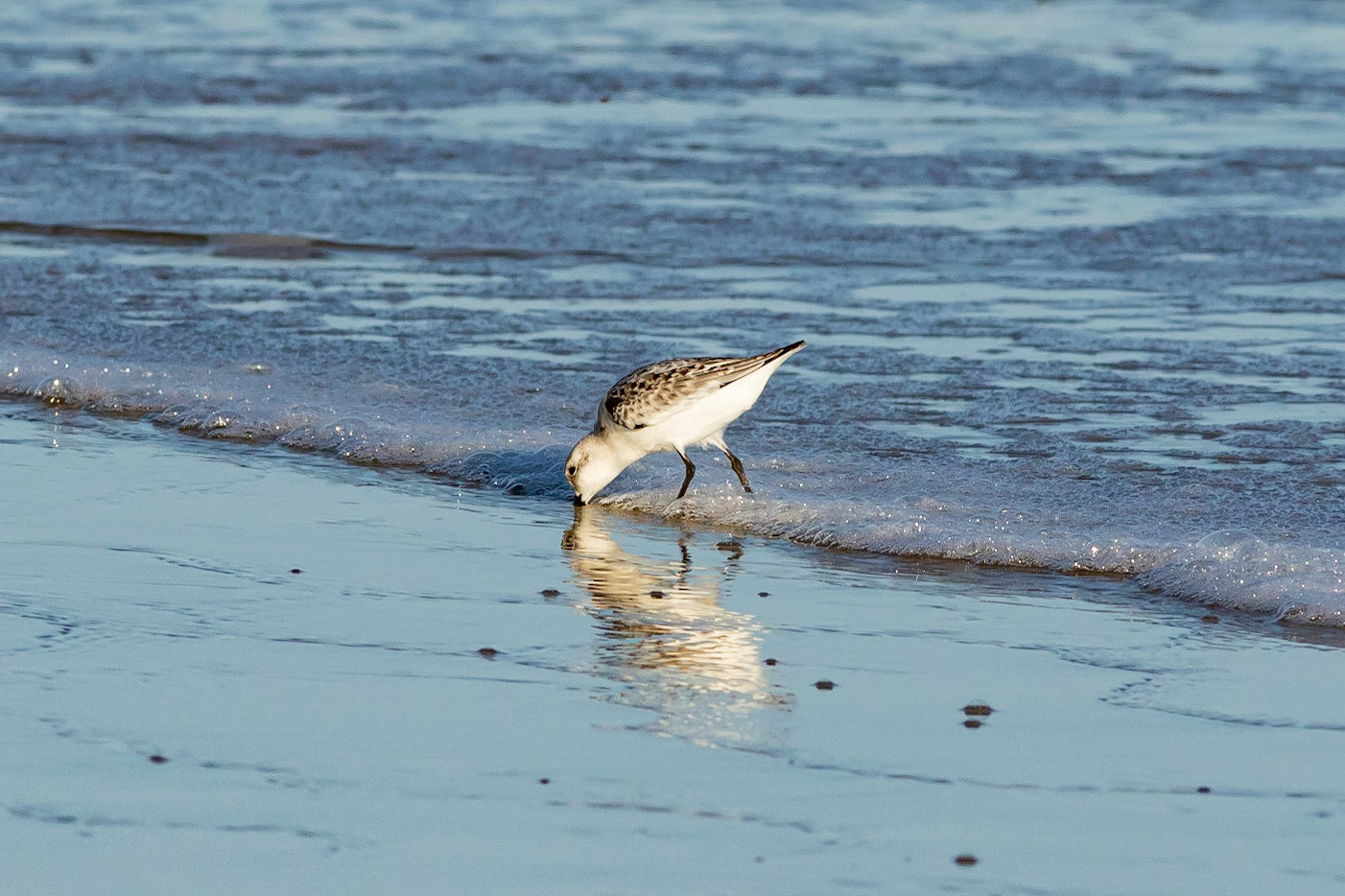 Sanderling 3, OIB