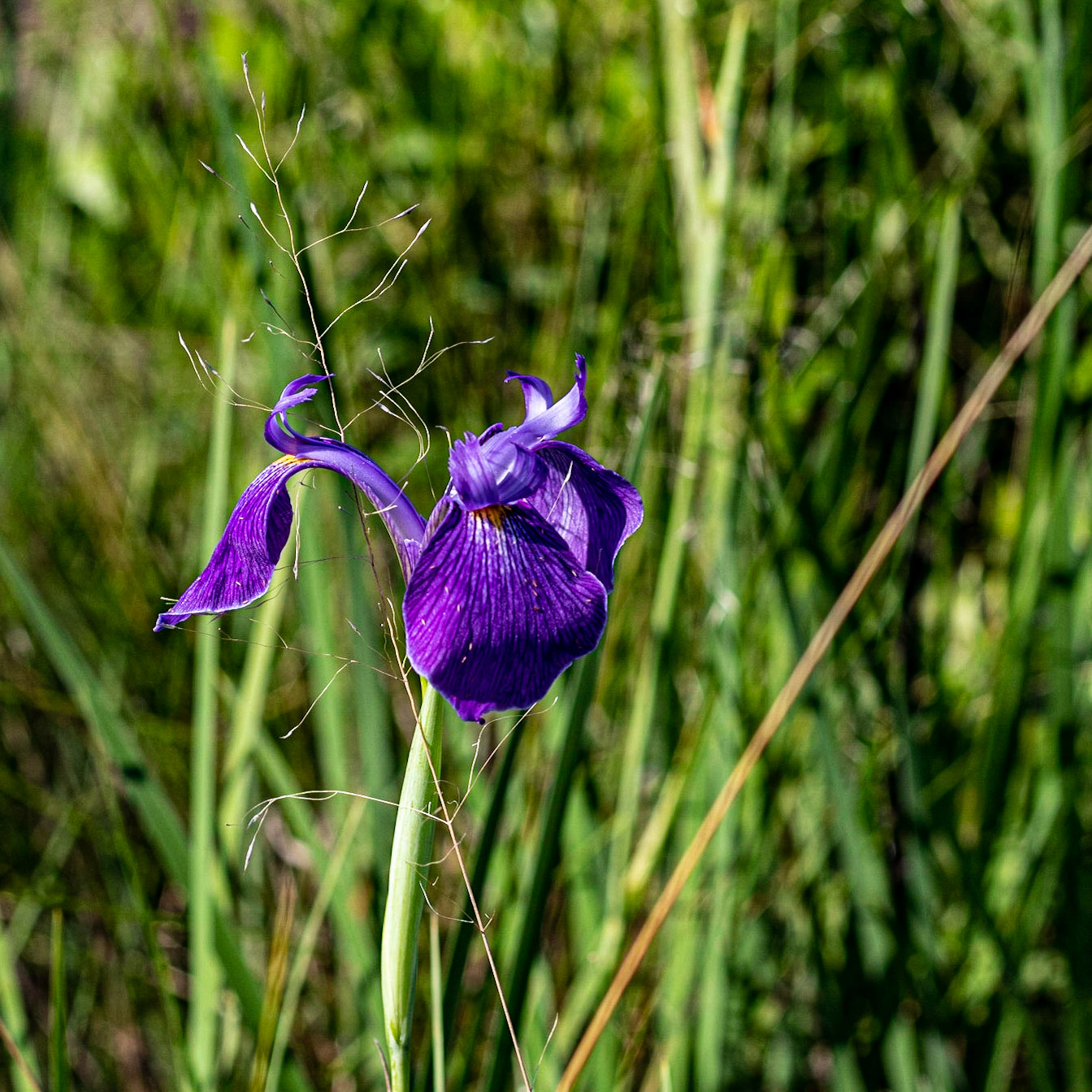 Bay blue flag Iris 1, Green Swamp Preserve