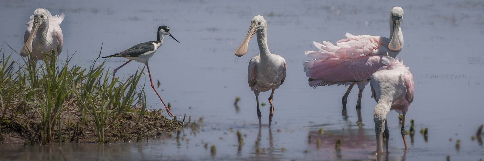 Roseate spoonbills 6, Bear Island WMA, SCAIR 15