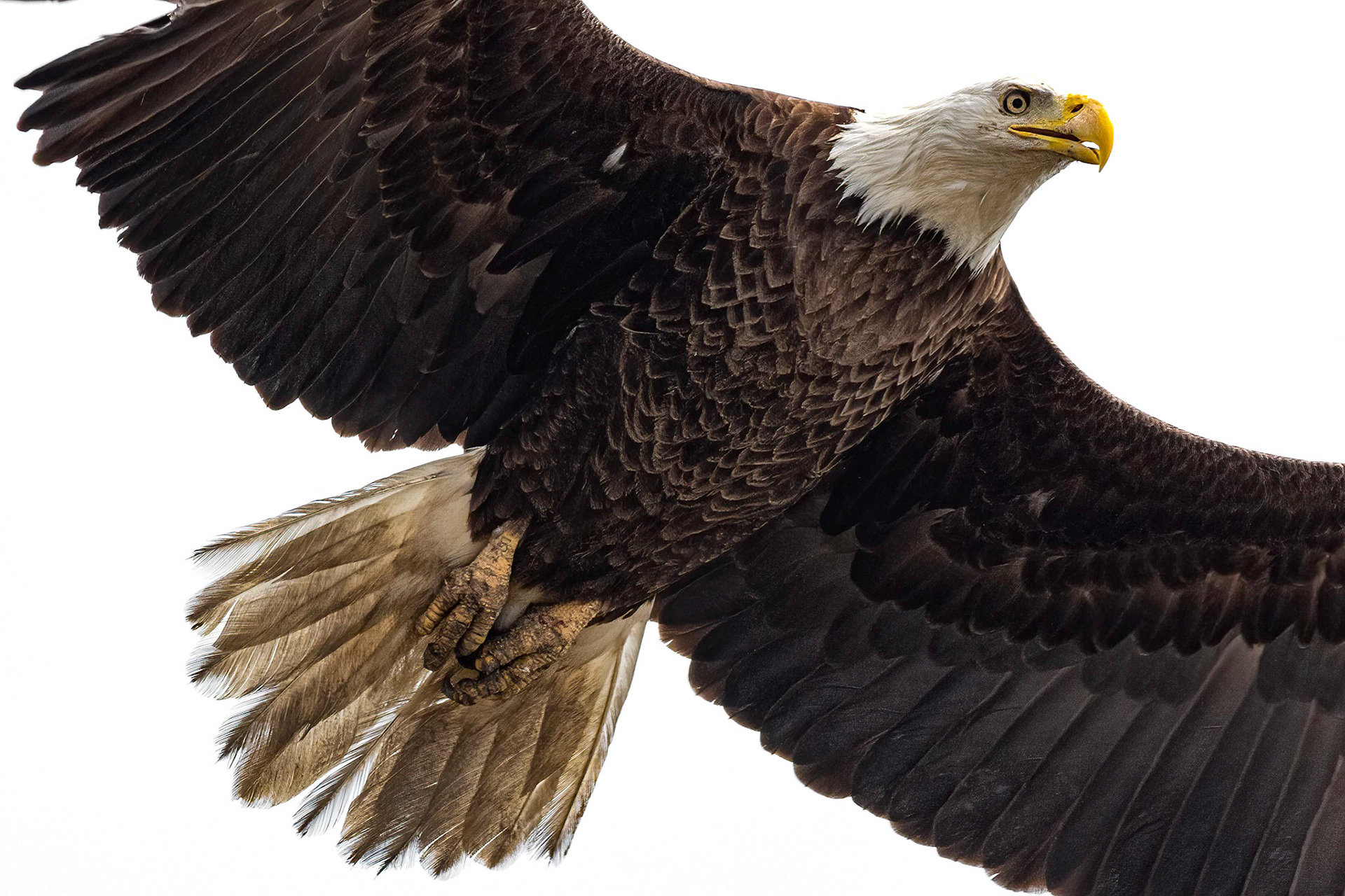 Bald Eagle 23, Carl Bazemore Platform, Sunset Beach