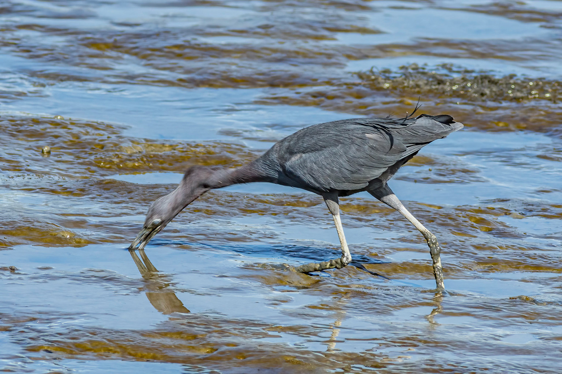 Little blue heron 6, Ferry Landing area