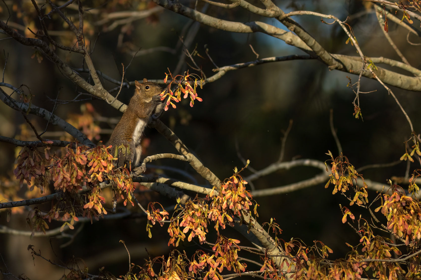Squirrel 1, Sea Trail, Sunset Beach, NC