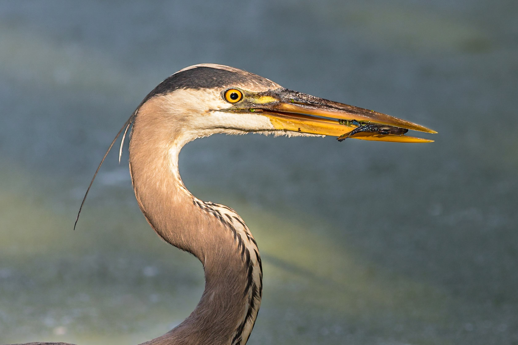 Great blue heron 89, Magnolia Plantation and Gardens, SCAIR 34