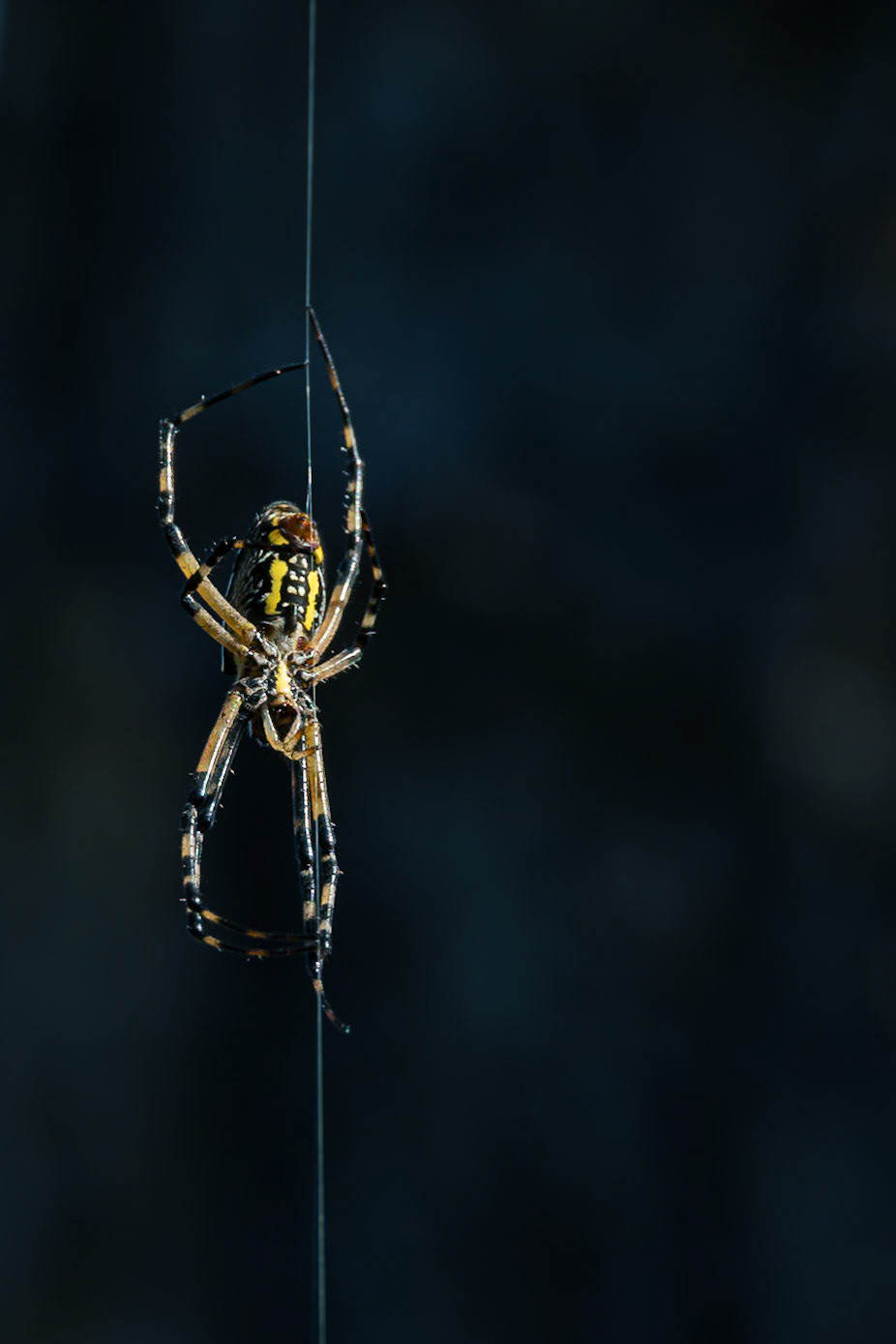Black and yellow argiope spider 2, Green Swamp Preserve
