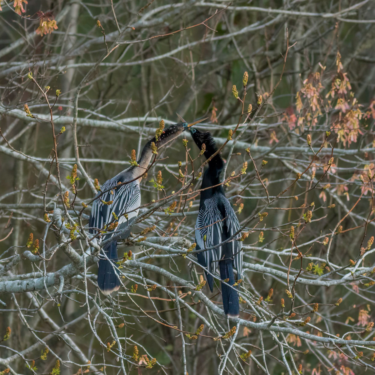 Anhinga 15, Sea Trail, Sunset Beach, NC