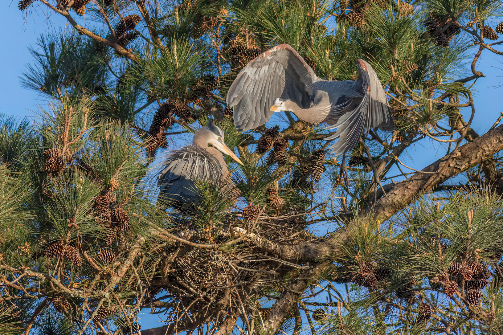 Rookery 38, Sea Trail