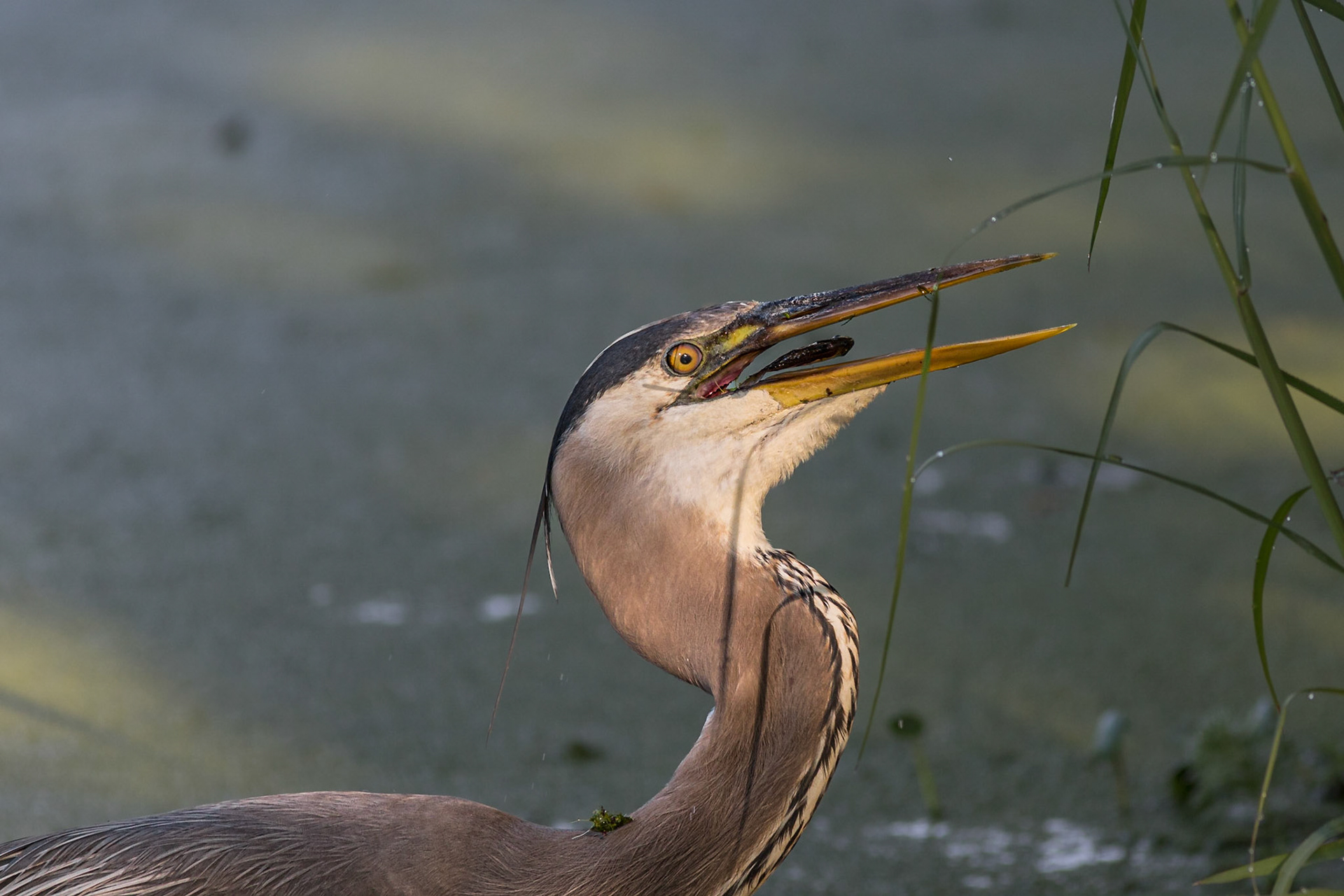 Great blue heron 90, Magnolia Plantation and Gardens