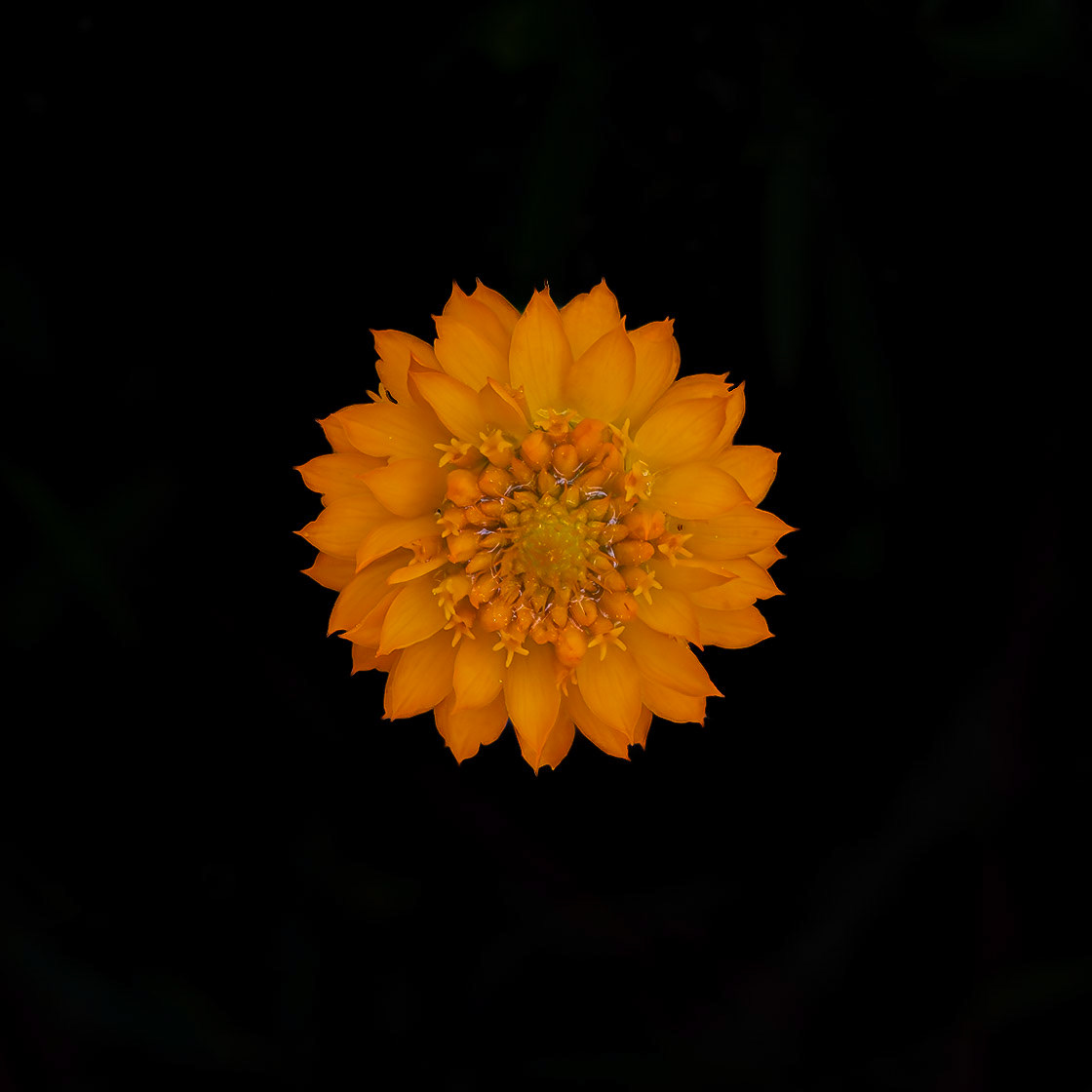 Orange milkwort 5, Green Swamp Preserve