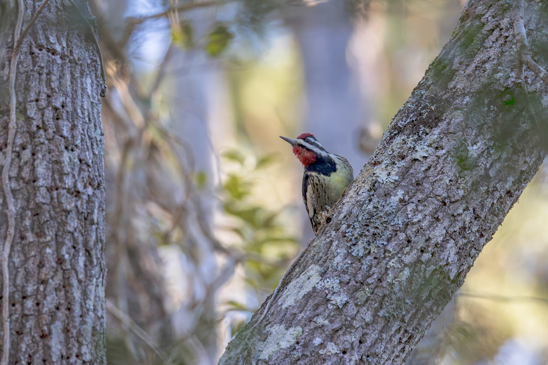 Yellow-bellied sap sucker 4, Huntington Beach State Park, SC