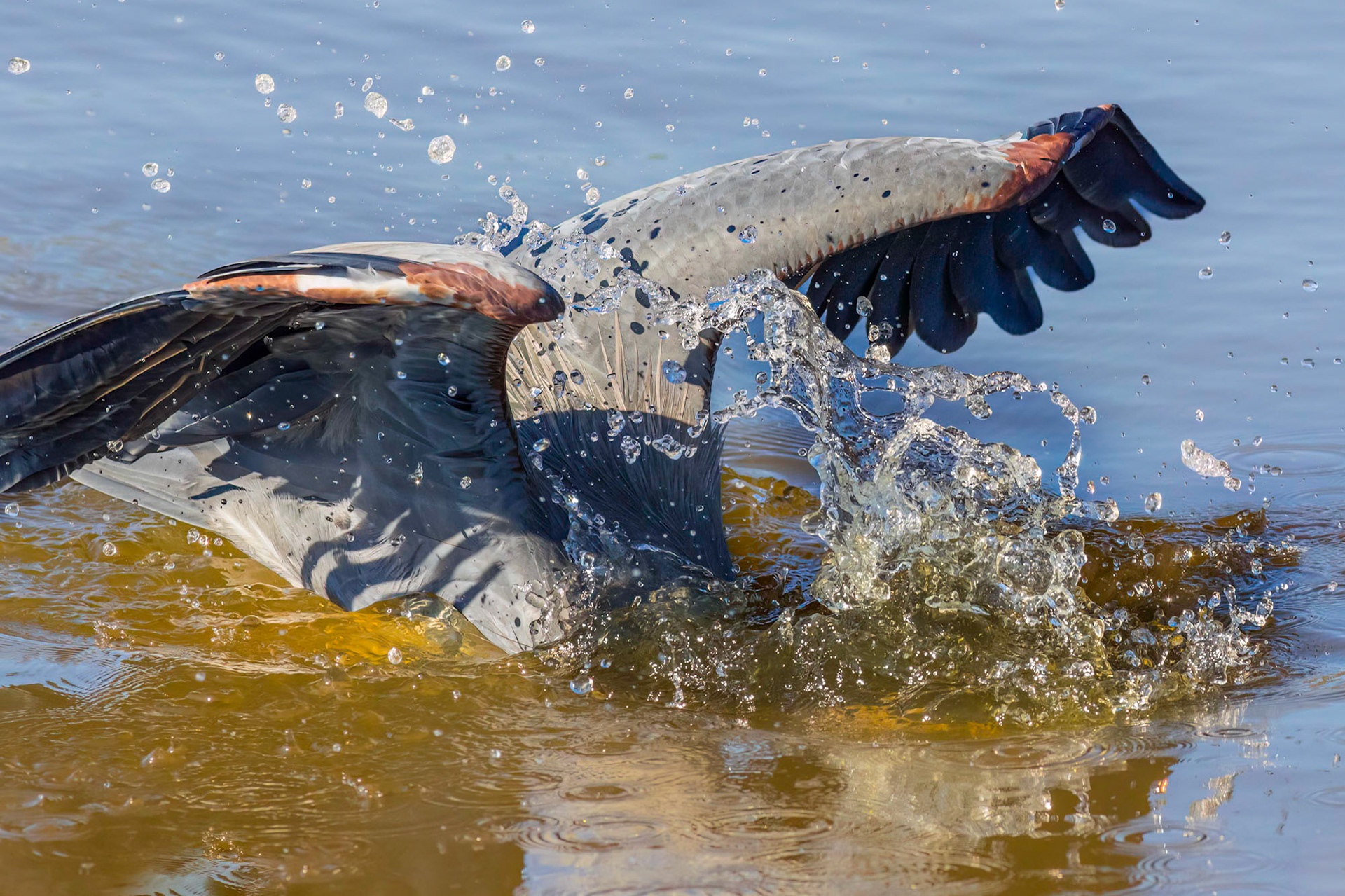 Great blue Heron 58, Huntington Beach State Park, SC