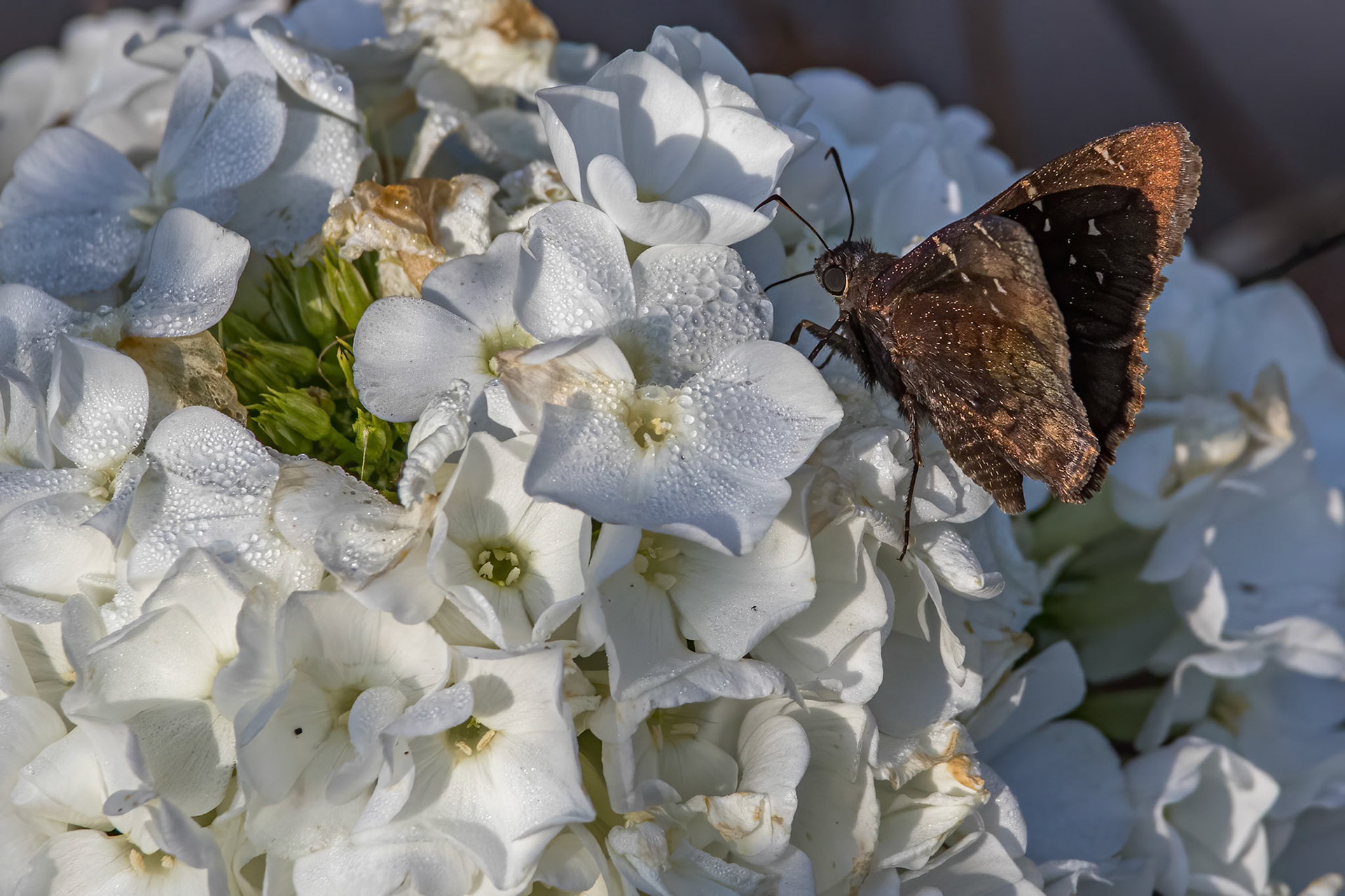 Hydrangea 3, Brunswick County Botanical Gardens