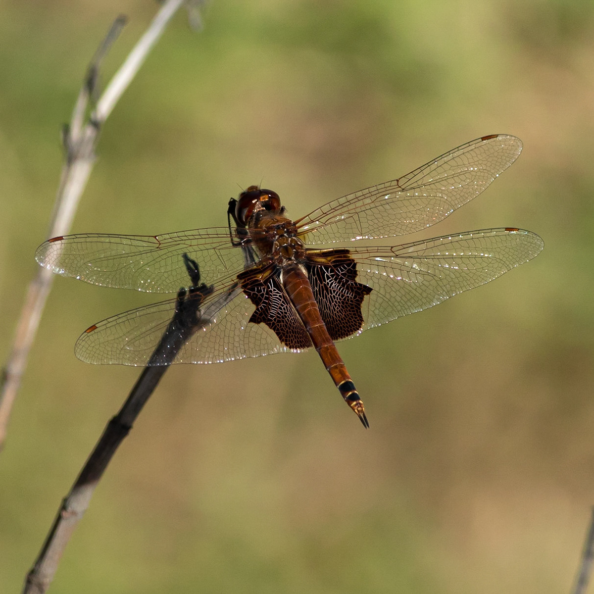 Carolina saddlebags dragonfly 2, OIB east end