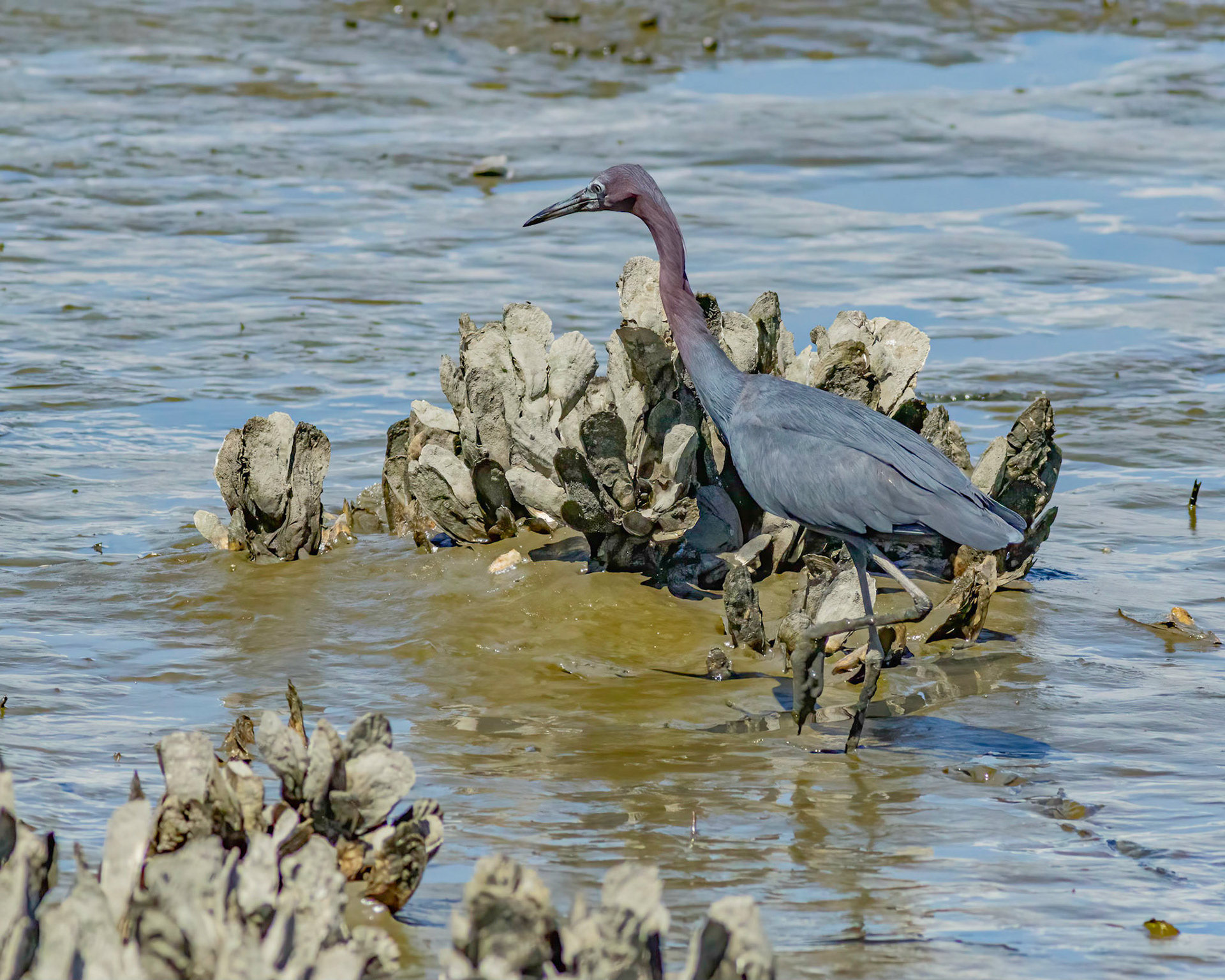Little blue heron 4 , OIB gazebo behind chapel