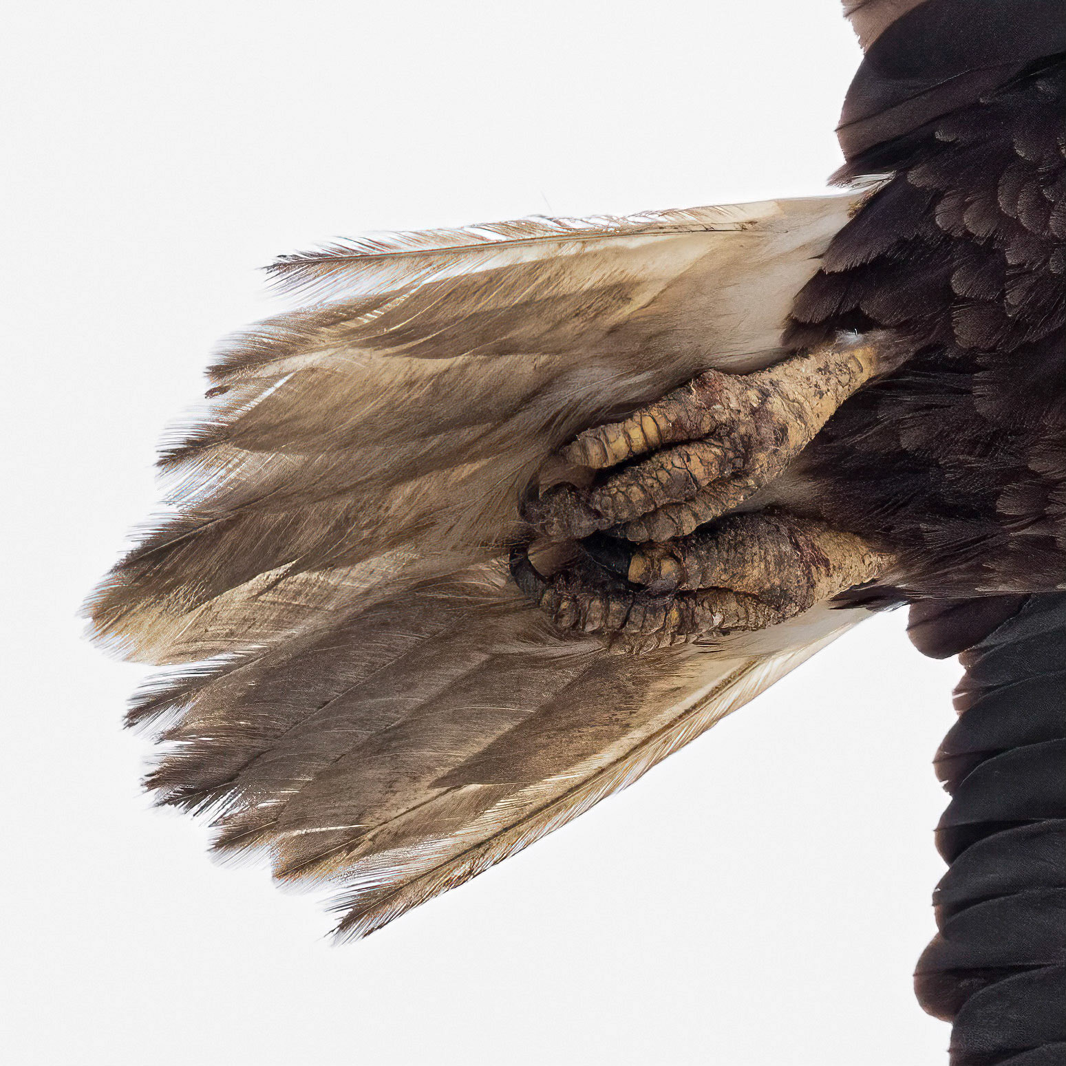 Bald Eagle 26, Carl Bazemore Platform, Sunset Beach