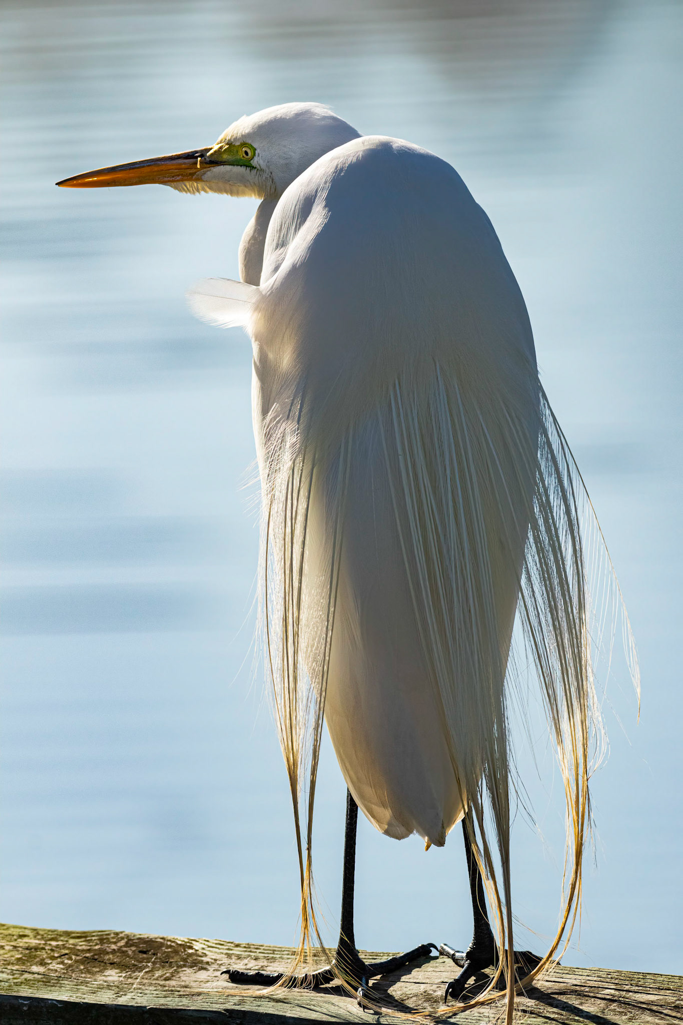 Great Egret 33, Huntinton Beach SC
