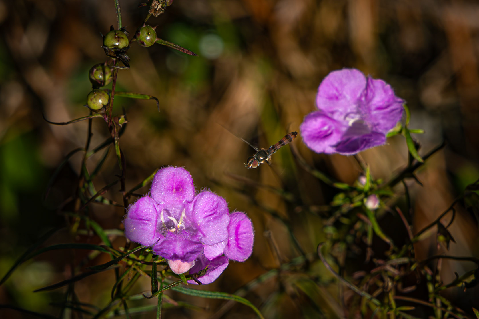 Flase foxglove 12, Greater Green Swamp Preserve