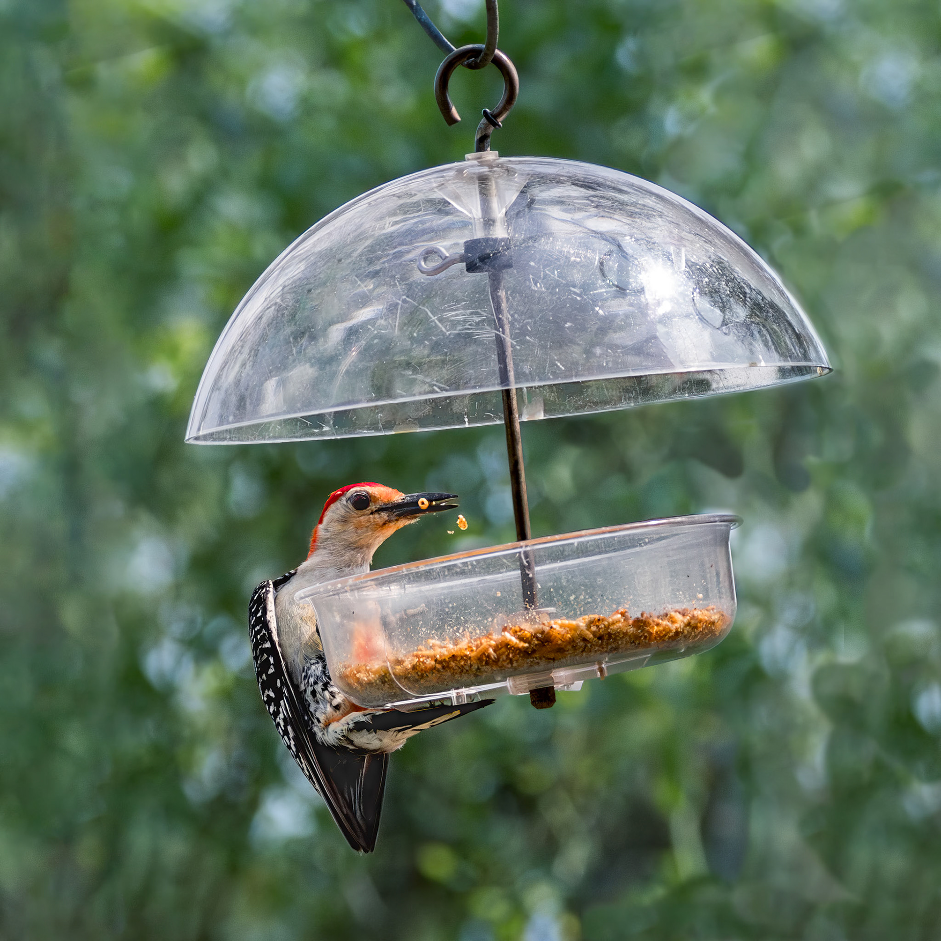Red bellied woodpecker 1, Huntington Beach State Park, SC