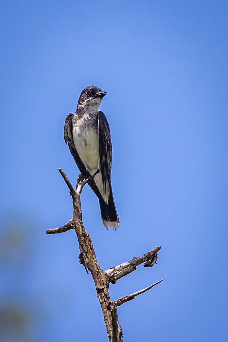 Eastern kingbird 1, Greater Green Swamp area