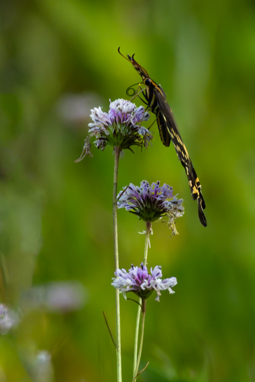 Palamedes swallowtail on Barbara's buttons 1.5, Green Swamp area