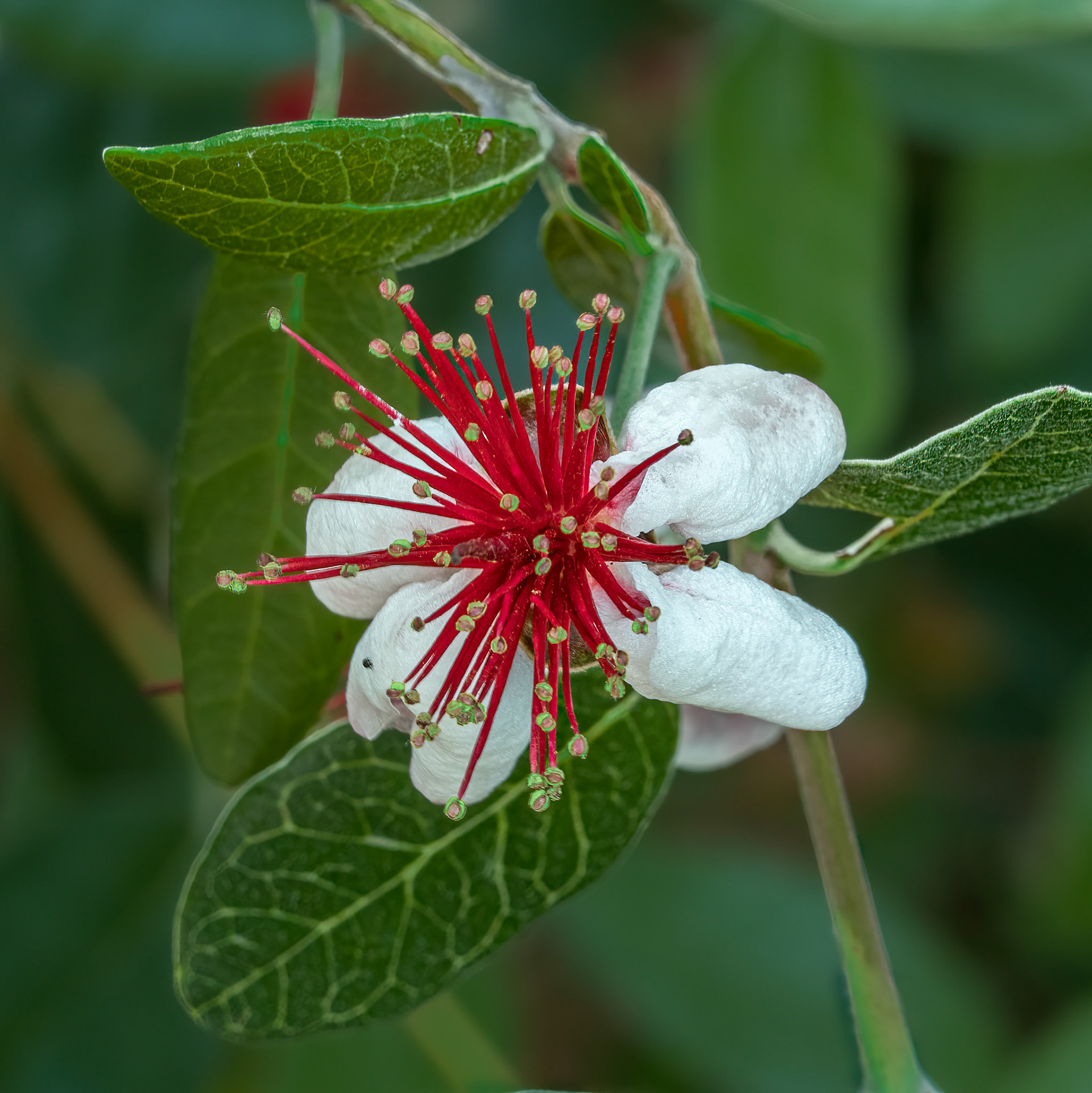 Pineapple Guava, Brunswick County Botanical Garden