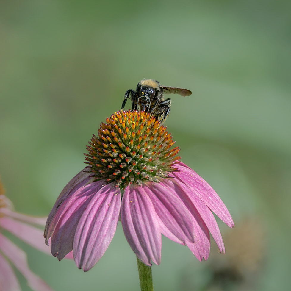 Coneflower 9, Brunswick County Botanical garden