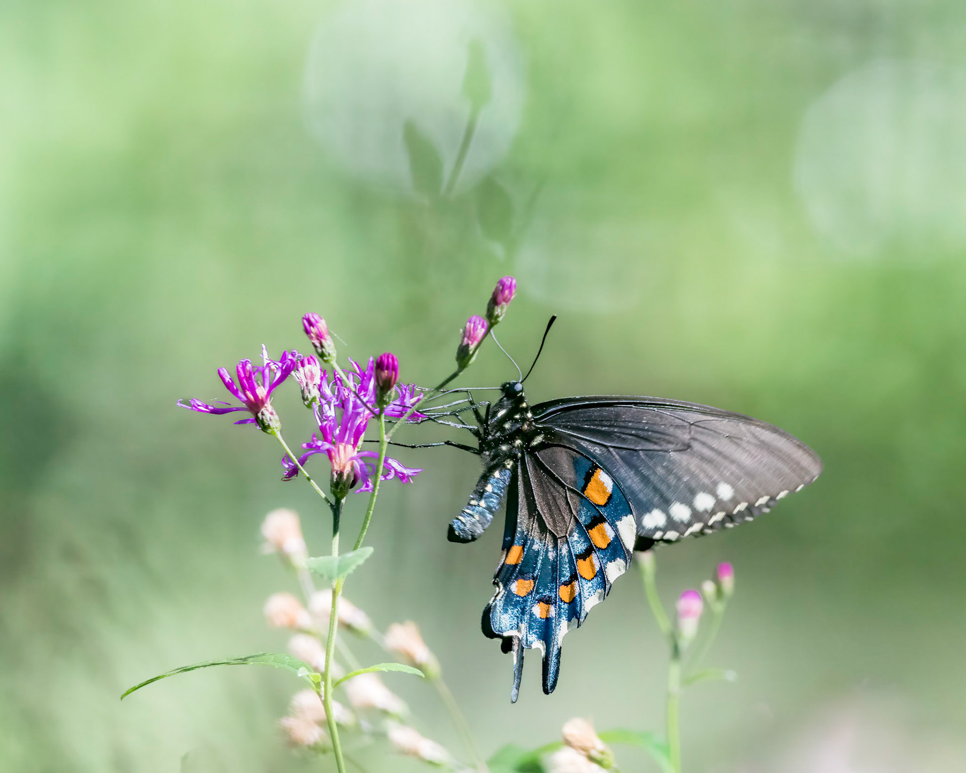 Pipevine swallowtail 2, Airlie Gardens