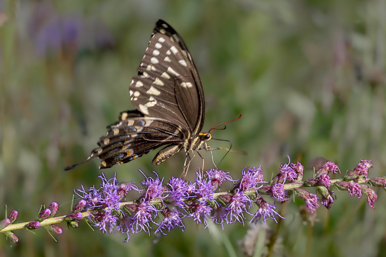 Palamedes swallowtail on dense blazing star 7, Green swamp area