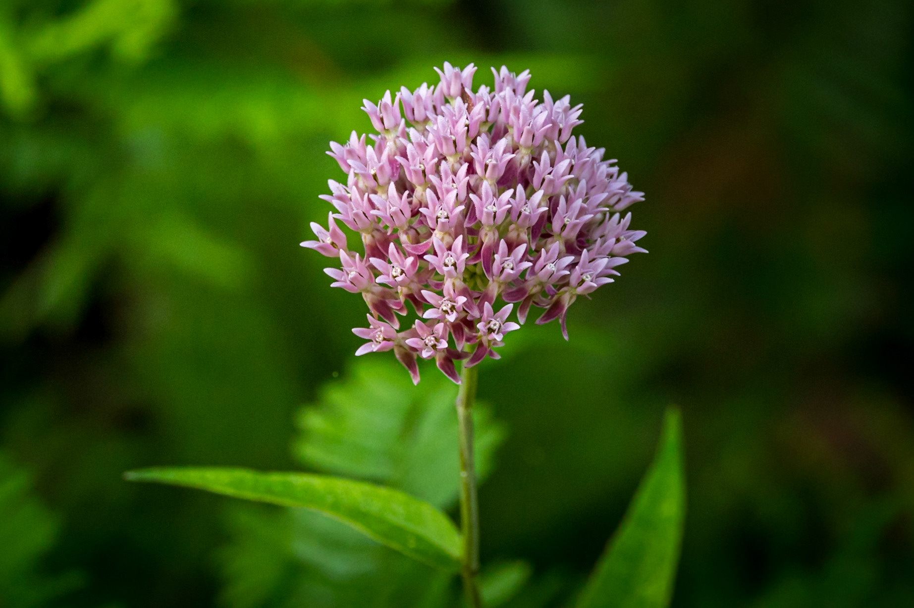 Purple savannah milkweed 45, Greater Green Swamp Area