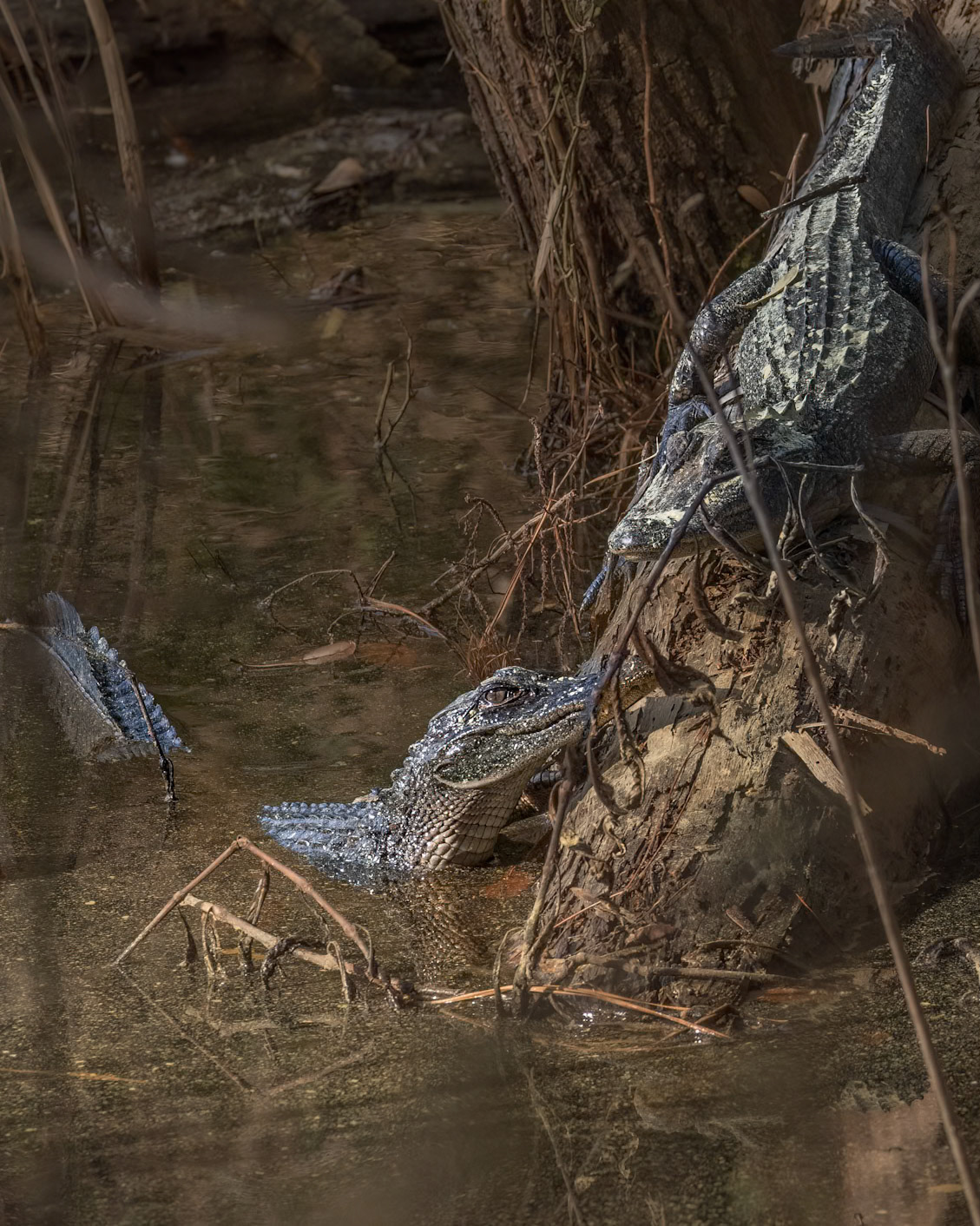 Gator 7, Huntington Beach State Park, SC