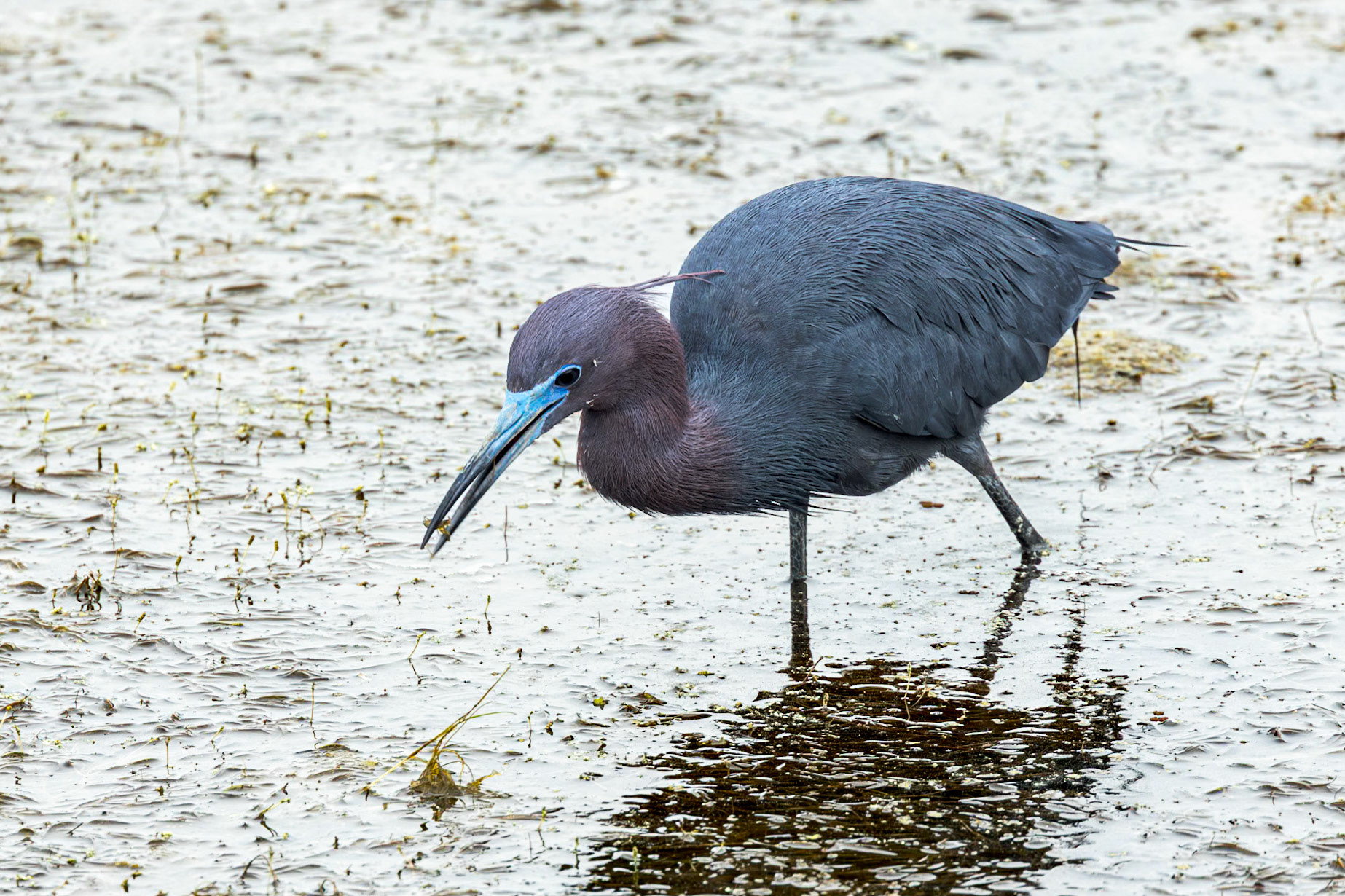 Little blue heron 38, Huntington Beach State Park, SC