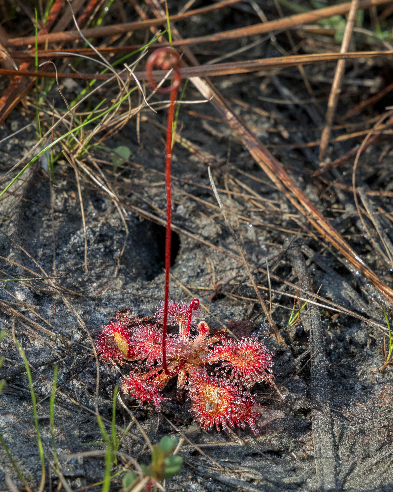 Pink sundew 10, Green Swamp Preserve