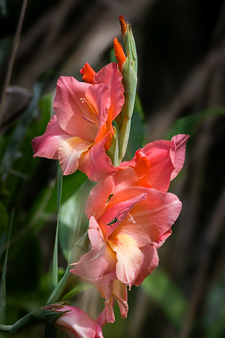 Gladiolus 1, greater Green Swamp area