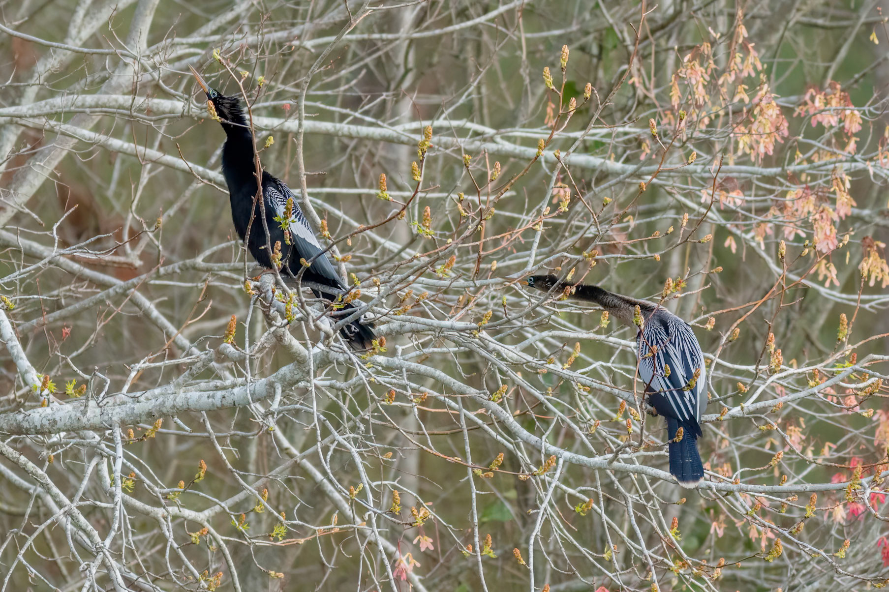 Anhinga 18, Sea Trail, Sunset Beach, NC