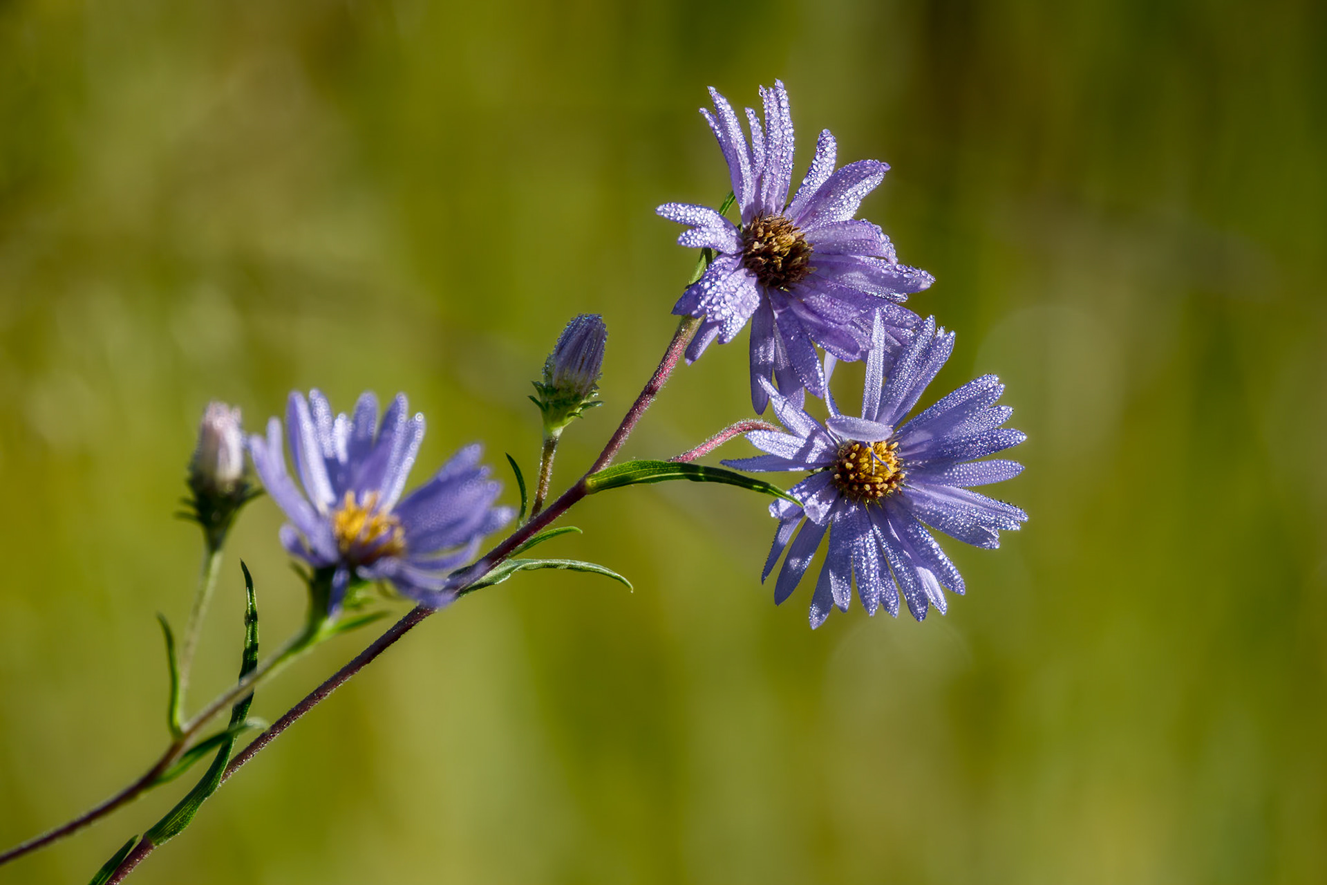 Swamp aster 3, Green Swamp Preserve