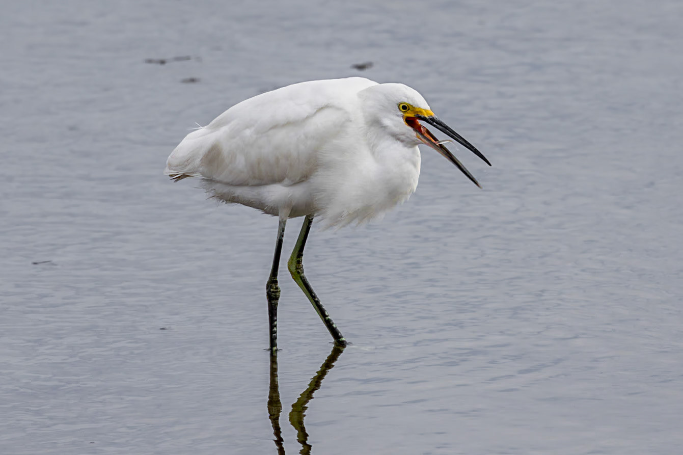 Snowy egret 22, Huntington Beach State Park, SC
