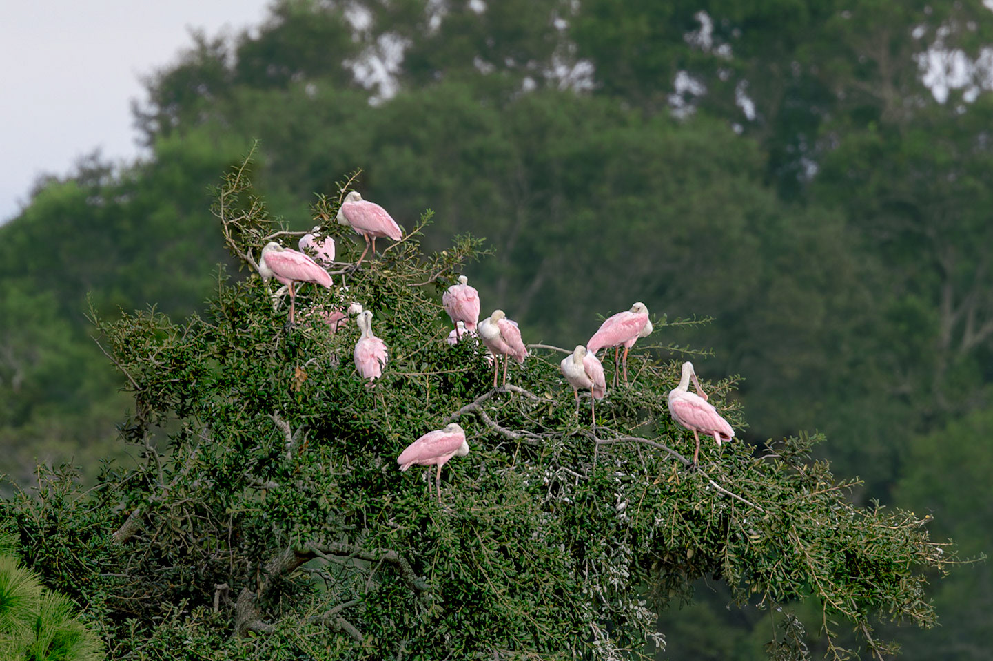 Roseate spoonbills 8, Carl Bazemore Bird Walk