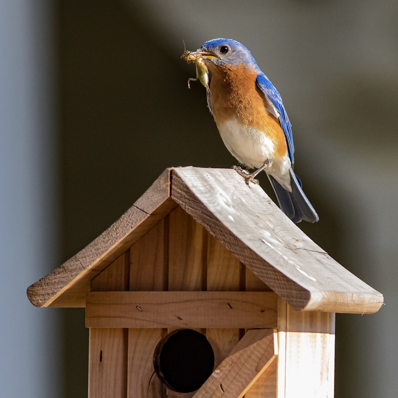 Male Eastern Bluebird 7, OIB