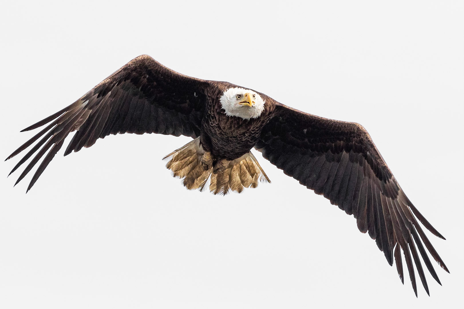 Bald Eagle 20, Carl Bazemore Platform, Sunset Beach