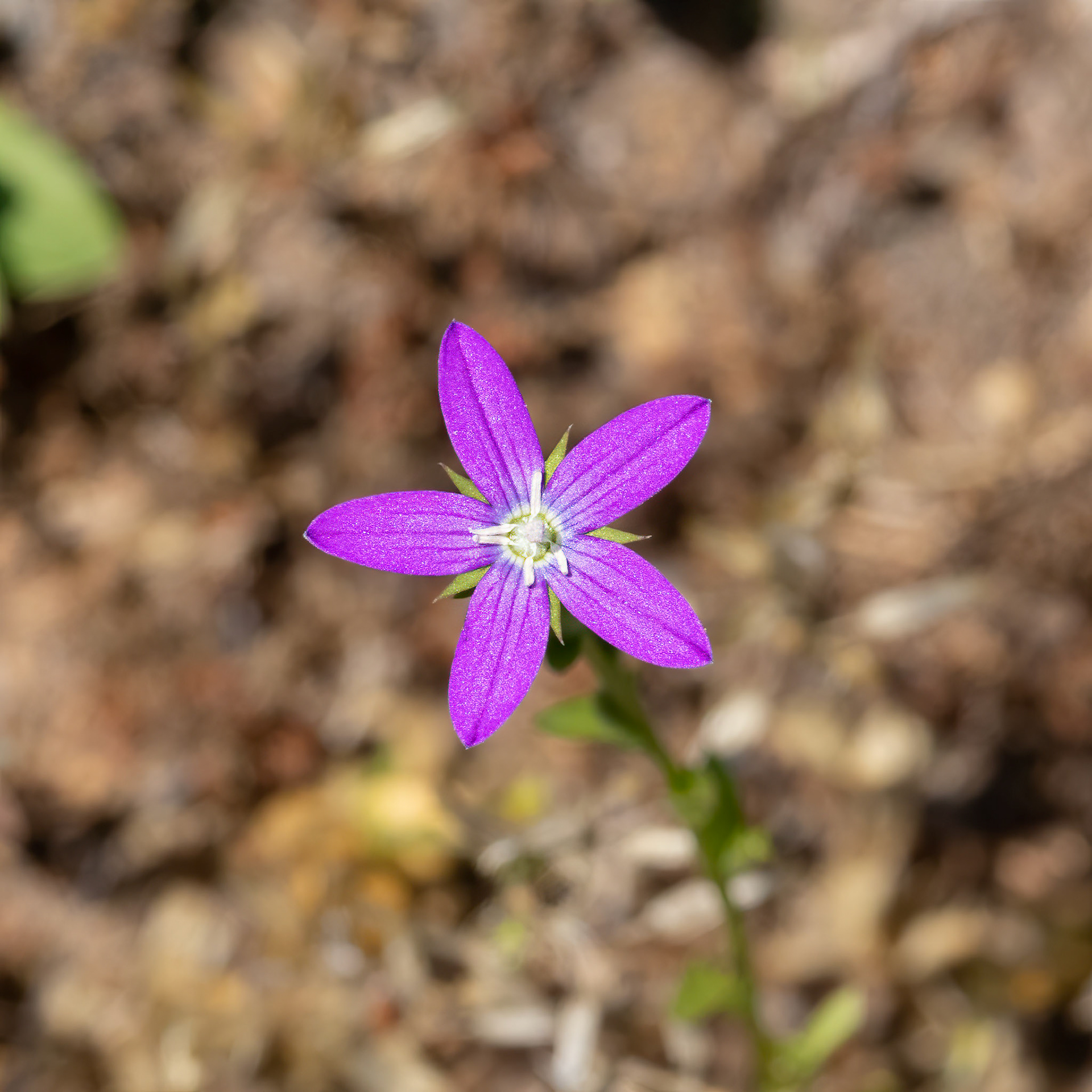 Venus looking glass, OIB East End