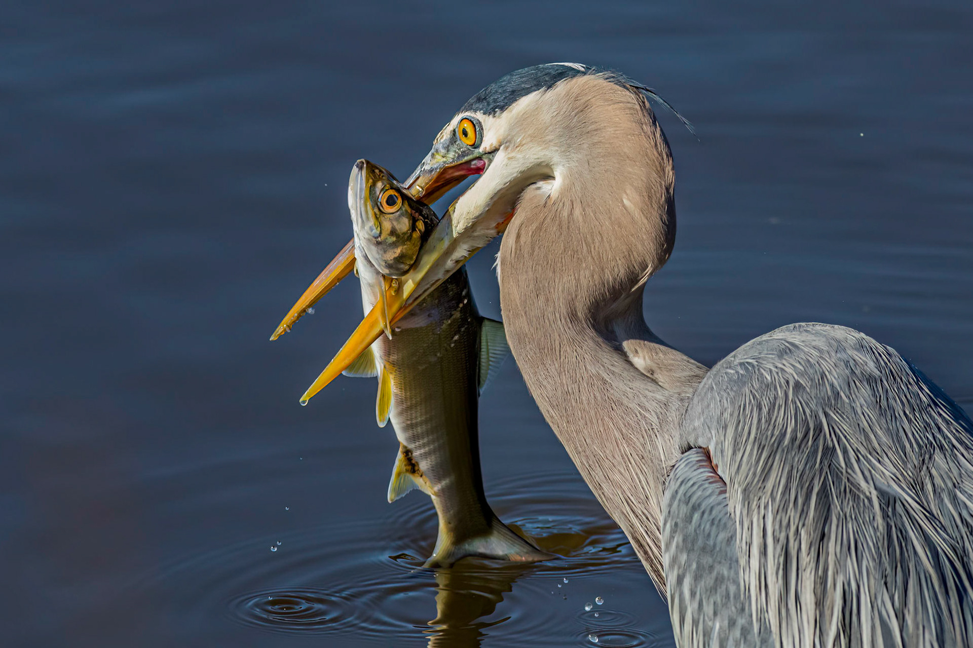 Great blue Heron 53, Huntington Beach State Park, SC