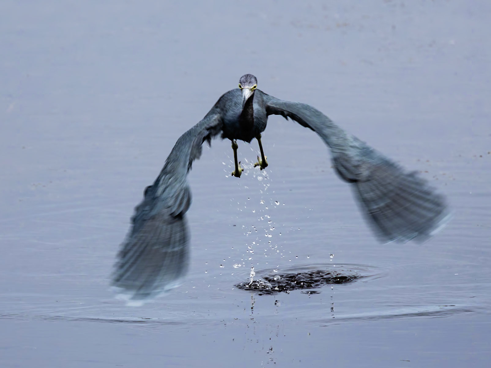 Little Blue Heron 18, Huntington Beach State Park, SC